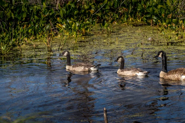 Kanada kazları yavrularıyla ilgileniyor Elk Adası Ulusal Parkı Alberta Kanada
