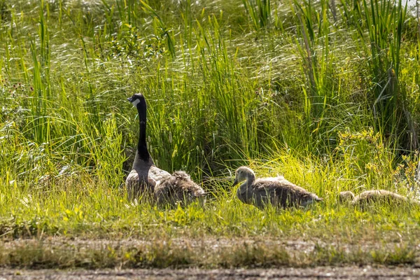Canada Geese Minding Chicks Elk Island National Park Alberta Canada — Foto Stock