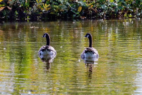 Canada Geese Swimming Pond Birds Prey Centre Coledale Alberta Canada — стоковое фото