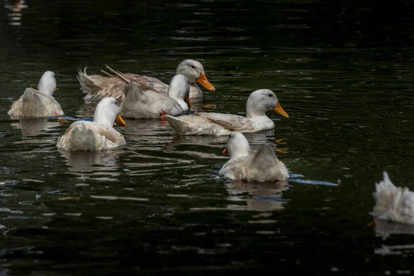 Domestic Goose Grazing Swimming Pond Birds Prey Centre Coleman Alberta — Foto Stock