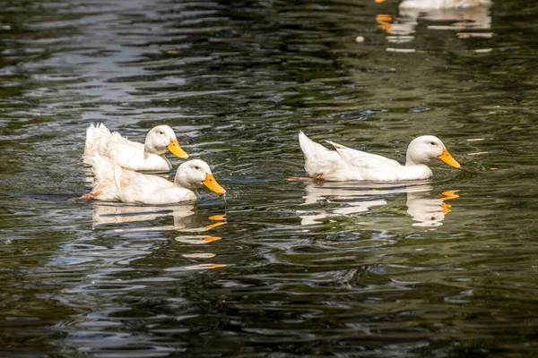 Domestic Goose Grazing Swimming Pond Birds Prey Centre Coleman Alberta — Foto de Stock