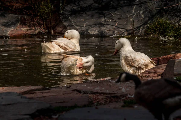 Domestic Goose Grazing Swimming Pond Birds Prey Centre Coleman Alberta — Stockfoto