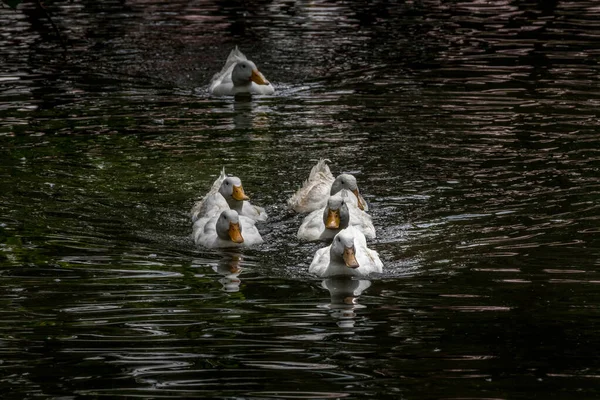 Domestic Goose Grazing Swimming Pond Birds Prey Centre Coleman Alberta — стоковое фото
