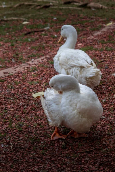 Domestic Goose Grazing Swimming Pond Birds Prey Centre Coleman Alberta — Stockfoto
