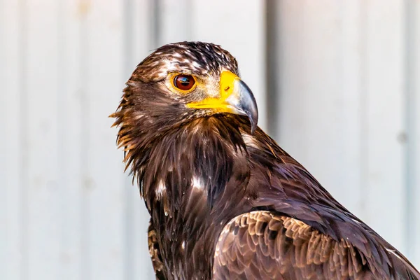 Steinadler Auf Seinem Barsch Birds Prey Centre Coledale Alberta Kanada — Stockfoto