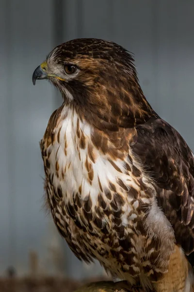 Red Tailed Hawk Cherche Nourriture Autour Lui Birds Prey Centre — Photo
