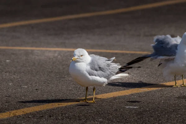 Ring Billed Gull Scoures Parking Lot Elk Island National Park — Stock Photo, Image