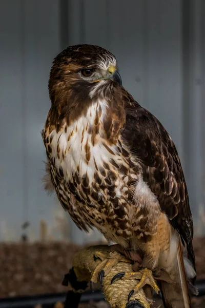 Red Tailed Hawk Cherche Nourriture Autour Lui Birds Prey Centre — Photo