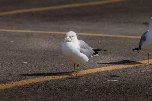 Ringschnabelmöwe Durchsucht Den Parkplatz Des Elk Island Nationalparks Alberta Kanada — Stockfoto