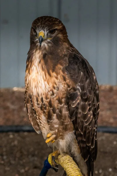 Swainson Hawk Ищет Хищных Птиц Центра Хищников Коулман Альберта Канада — стоковое фото