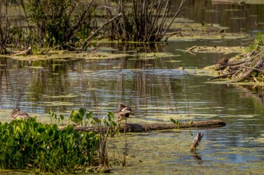 Elk Adası Ulusal Parkı Alberta Kanada 'da.