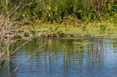 Mallard tavuğu ve civcivler yüzüyorlar Elk Adası Ulusal Parkı Alberta Kanada