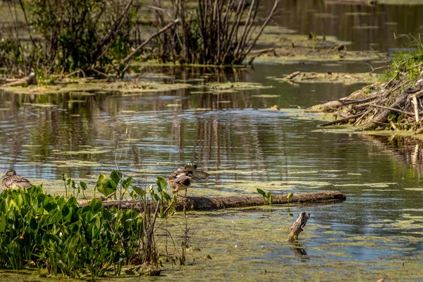 Mallard Hen Preening Log Elk Island National Park Alberta Canada — Fotografia de Stock