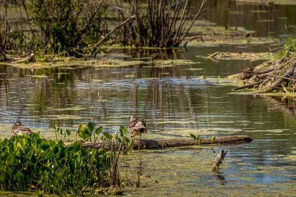 Elk Adası Ulusal Parkı Alberta Kanada 'da.