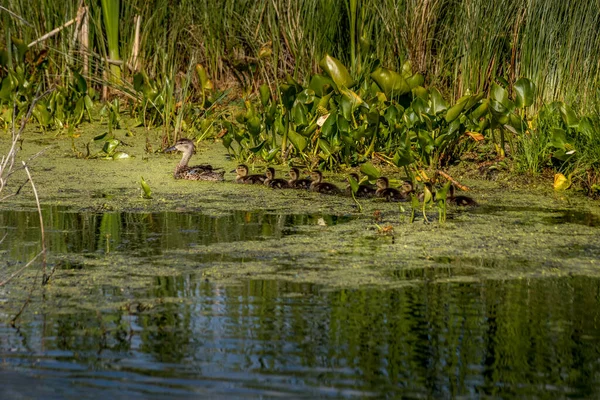 Mallard tavuğu ve civcivler yüzüyorlar Elk Adası Ulusal Parkı Alberta Kanada
