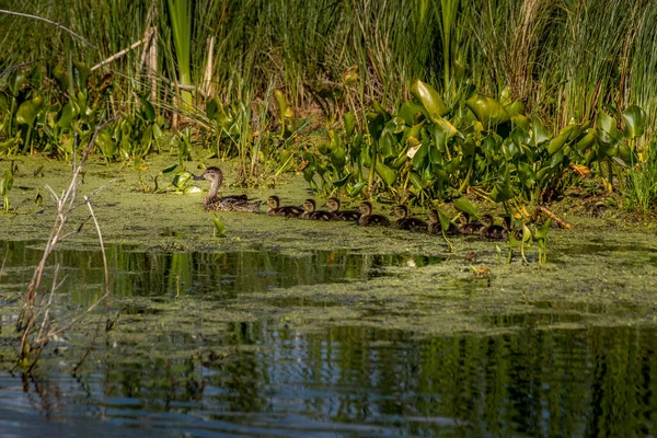 Mallard tavuğu ve civcivler yüzüyorlar Elk Adası Ulusal Parkı Alberta Kanada