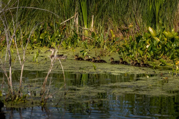 Mallard tavuğu ve civcivler yüzüyorlar Elk Adası Ulusal Parkı Alberta Kanada