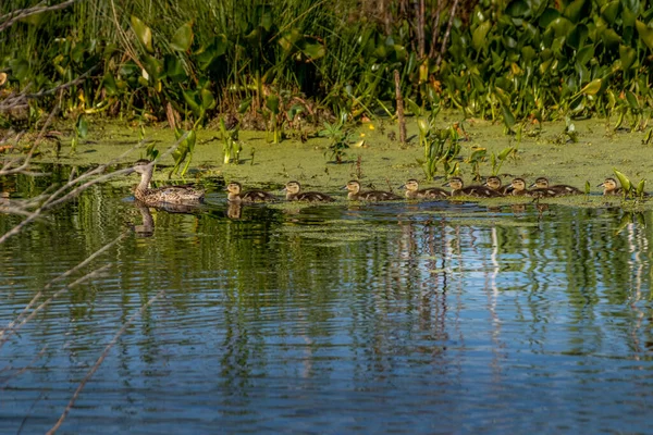 Mallard tavuğu ve civcivler yüzüyorlar Elk Adası Ulusal Parkı Alberta Kanada