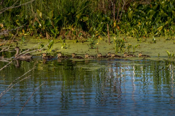 Mallard tavuğu ve civcivler yüzüyorlar Elk Adası Ulusal Parkı Alberta Kanada