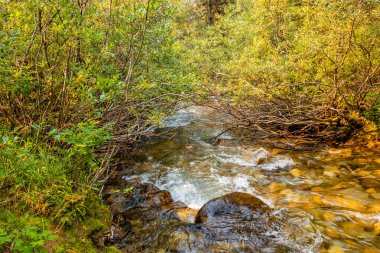 Vahşi çiçekler ve Coral Creek Banff Ulusal Parkı Alberta Kanada