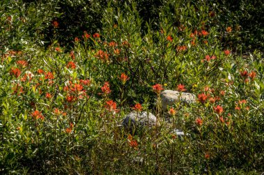 Hilda Creek Banff Ulusal Parkı Alberta Kanada 'da kır çiçekleri açıyor