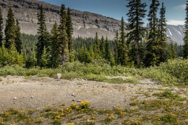 Hilda Creek Banff Ulusal Parkı Alberta Kanada 'da kır çiçekleri açıyor