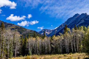 Hillsdale Meadows Banff Ulusal Parkı Alberta Kanada 'da sonbahar renkleri