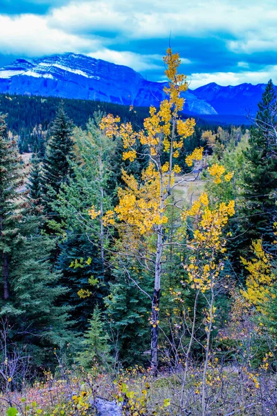 バレー パークウェイに沿ってすべての支出で秋の色 カナダのアルバータ州バンフ国立公園 — ストック写真