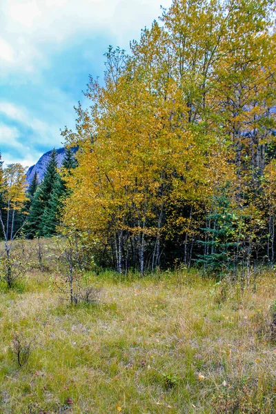 Herbstfarben Ihrer Ganzen Pracht Entlang Des Bow Valley Parkway Banff — Stockfoto
