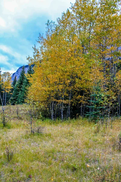 Colores Otoño Todo Esplendor Largo Del Bow Valley Parkway Parque —  Fotos de Stock