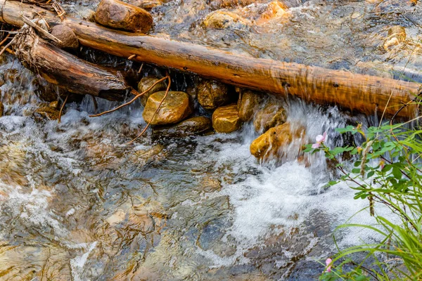 Wilde Blumen Und Coral Creek Banff Nationalpark Alberta Kanada — Stockfoto