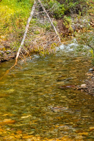 Wild Flowers Coral Creek Banff National Park Alberta Canada — Stockfoto