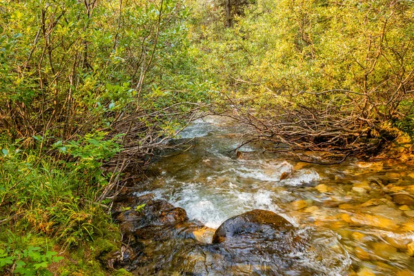 Vahşi çiçekler ve Coral Creek Banff Ulusal Parkı Alberta Kanada