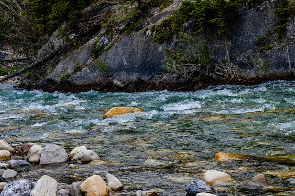 Creek Wild Flowers Heady Brewster Banff National Park Alberta Canada — Stockfoto