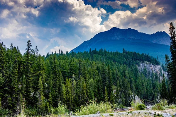 Creek Dan Bunga Liar Heady Brewster Taman Nasional Banff Alberta — Stok Foto