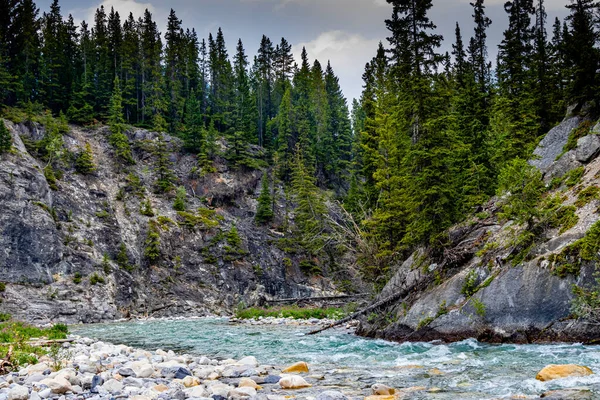 Creek Vadvirágok Heady Brewster Banff Nemzeti Park Alberta Kanada — Stock Fotó