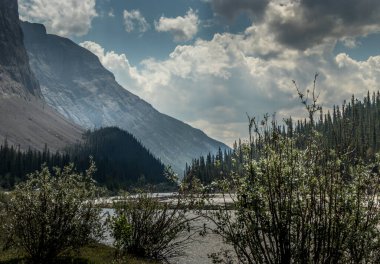 Kayalıklar gökyüzüne yükseliyor Buz Tarlaları Parkway Banff Ulusal Parkı Alberta Kanada
