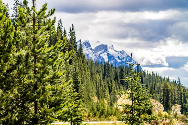 Wzdłuż Icefields Parkway Obfitują Jesienne Kolory Park Narodowy Banff Alberta — Zdjęcie stockowe
