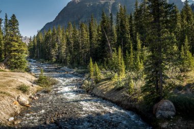 Sivrisinek deresi Banff Ulusal Parkı Alberta Kanada 'dan kayaların ve kütüklerin üzerinden sular akıyor.