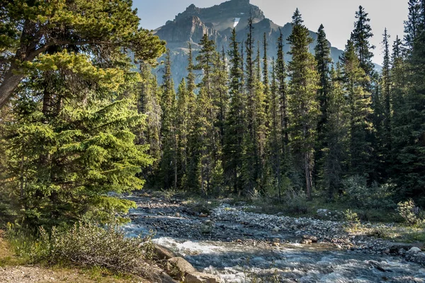 Akar Pohon Gnarled Menempel Sisi Bukit Taman Nasional Banff Creek — Stok Foto