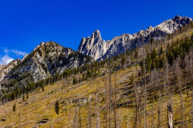Banff Ulusal Parkı Alberta Kanada 'da yazılan yangında yabani çiçekler ve ağaçlar