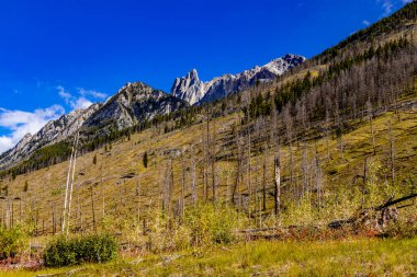 Banff Ulusal Parkı Alberta Kanada 'da yazılan yangında yabani çiçekler ve ağaçlar