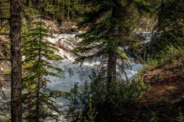 Ağaçların arasından görünen Rampart Deresi Banff Ulusal Parkı Alberta Kanada