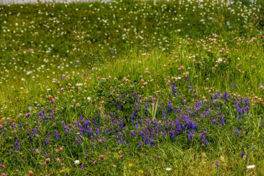 Vahşi çiçekler Vermillion Geçidi Banff Ulusal Parkı Alberta Kanada
