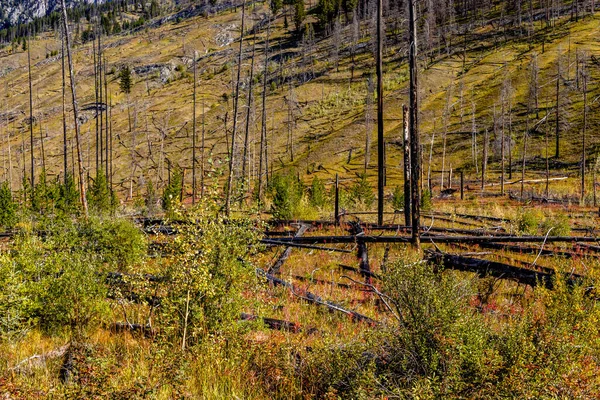 所定のバーンバンフ国立公園内の野生の花や木 Alberta Canada — ストック写真