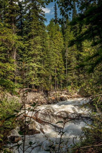 Rampart Creek Sett Gjennom Trærne Banff Nasjonalpark Alberta Canada – stockfoto