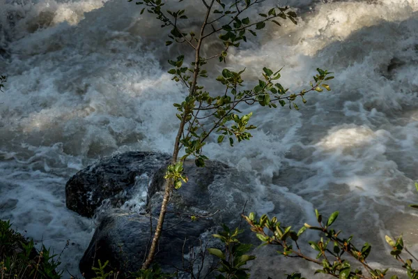 크리크는 앨버타 캐나다의 바위들 물체들 거닐고 — 스톡 사진