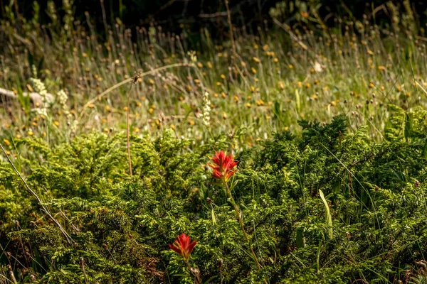 満開の野生の花ランパートクリークバンフ国立公園 Alberta Canada — ストック写真