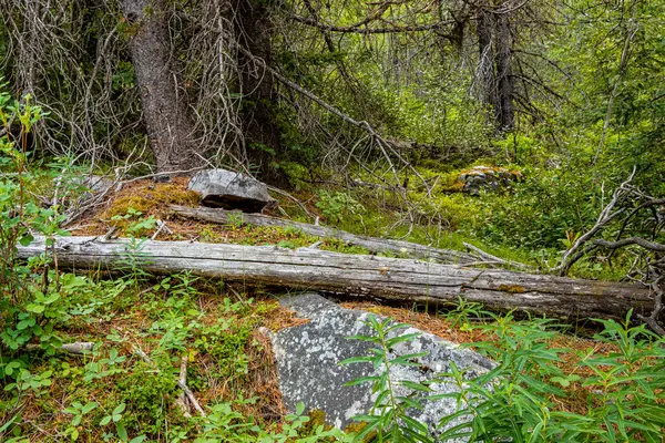 野生花卉Vermillion Pass Banff加拿大艾伯塔省国家公园 — 图库照片