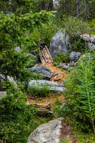 野生花卉Vermillion Pass Banff加拿大艾伯塔省国家公园 — 图库照片